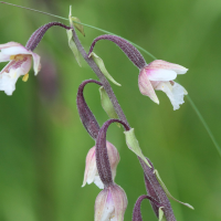 epipactis_palustris3bd (Epipactis palustris)