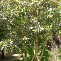 Eucalyptus ficifolia (Eucalyptus à feuilles de figuier)