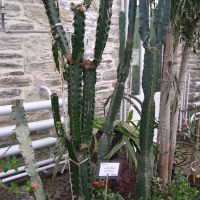 Euphorbia_candelabrum
