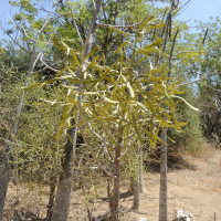 Euphorbia enterophora (Euphorbe)