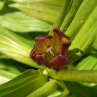 gentiana_purpurea3md