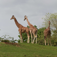 Giraffa reticulata (Girafe de Somalie)