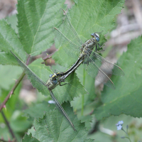 gomphus_pulchellus5bd