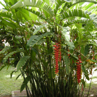 heliconia_rostrata3md (Heliconia rostrata)