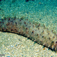 Holothuria tubulosa (Concombre de mer)