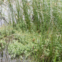 Hypericum elodes (Millepertuis des marais)