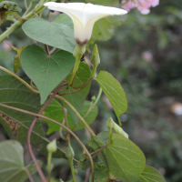 ipomoea_obscura3md (Ipomoea obscura)