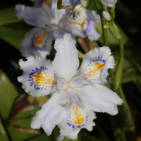 iris_japonica2md (Iris japonica)