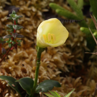 irlbachia_frigida2bd (Irlbachia frigida)