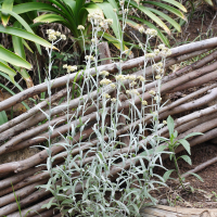 Laphangium luteoalbum (Gnaphale jaunâtre, Immortelle des marais, Immortelle marron)