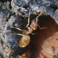 lasius_flavus2md