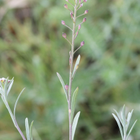 lobularia_maritima5md