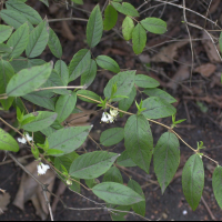lonicera_xylosteum1md