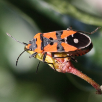 lygaeus_equestris3md