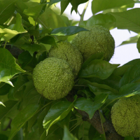 maclura_pomifera3md