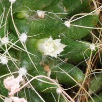 mammillaria_camptotricha2md