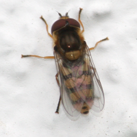 metasyrphus_corollae3md