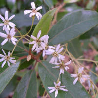 olearia_cheesemanii2md