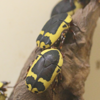 pachnoda_epphipiata3md