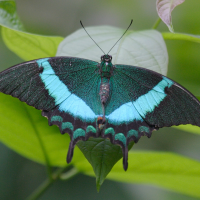 papilio_palinurus3bd