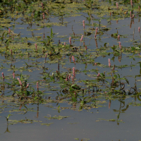 persicaria_amphibia3bd