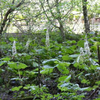 petasites_hybridus7bd
