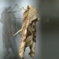 phlogophora_meticulosa4md