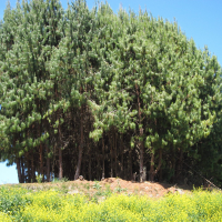 Pinus patula (Pin étalé)