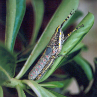 Poekilocerus pictus (AK grasshopper, Criquet peint)