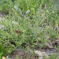 raphanus_raphanistrum_landra4md (Raphanus raphanistrum ssp. landra)