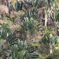 ravenala_madagascariensis9md