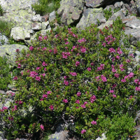 rhododendron_ferrugineum2bd (Rhododendron ferrugineum)