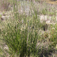 scirpoides_holoschoenus3md (Scirpoides holoschoenus)