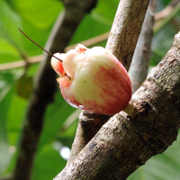 syzygium_malaccense5md (Syzygium malaccense)
