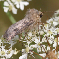 agrotis_segetum2md (Agrotis segetum)