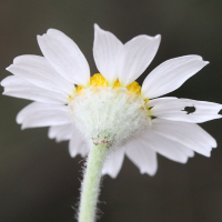 anthemis_tomentosa4md (Anthemis tomentosa)