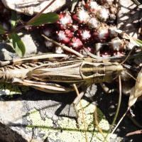 arcyptera_fusca6md (Arcyptera fusca)