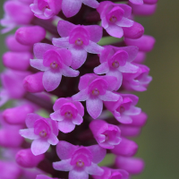 arpophyllum_giganteum3bd (Arpophyllum giganteum)