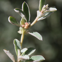 atriplex_semibaccata4md (Atriplex semibaccata)