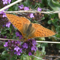 boloria_pales4bd (Boloria pales)