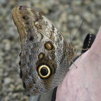 caligo_memnon3bd (Caligo telamonius ssp. memnon)