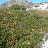 Carpobrotus_edulis (Carpobrotus edulis)