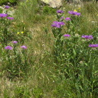 Centaurea_uniflora