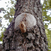 cicada_orni3md (Cicada orni)