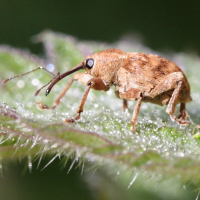 curculio_nucum3md (Curculio nucum)