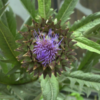 cynara_scolymus7md (Cynara scolymus)