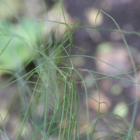 cyperus_papyrus4md (Cyperus papyrus)