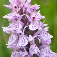 dactylorhiza_x_wiefelspuetziana2md