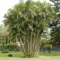 dypsis_lutescens3md
