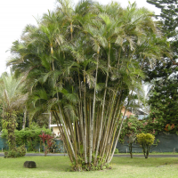 dypsis_lutescens3md (Dypsis lutescens)